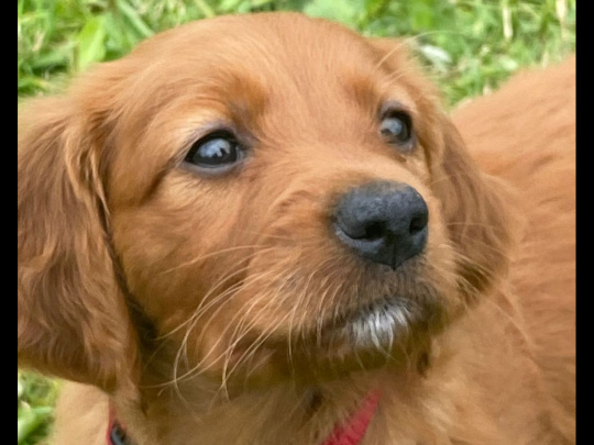 Irish Red Setter, IKC Reg... All ready for their forever homes!